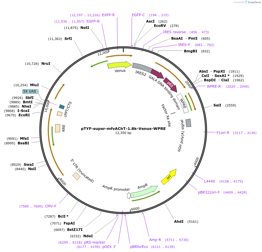 156389-plasmid-map-sequence-id-311142