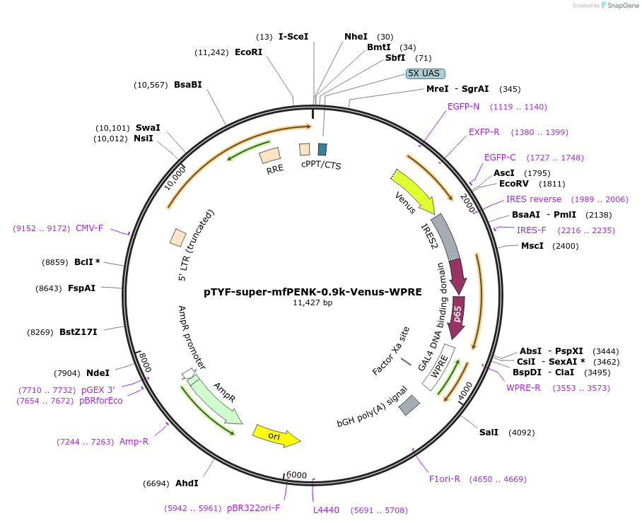 156401-plasmid-map-sequence-id-311144