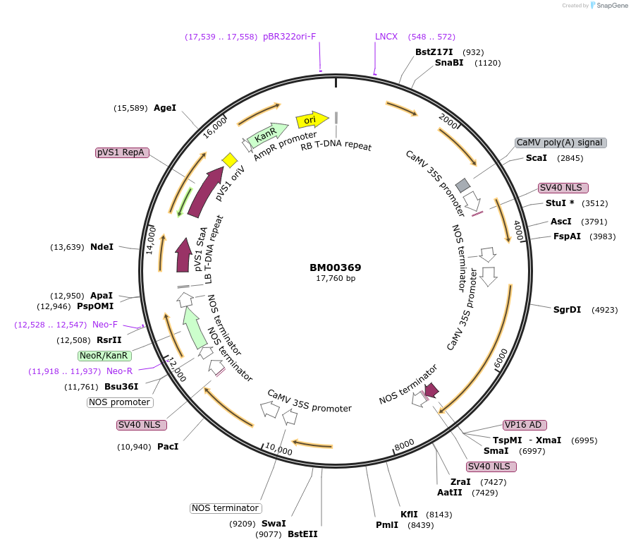 155338-plasmid-map-sequence-id-311146