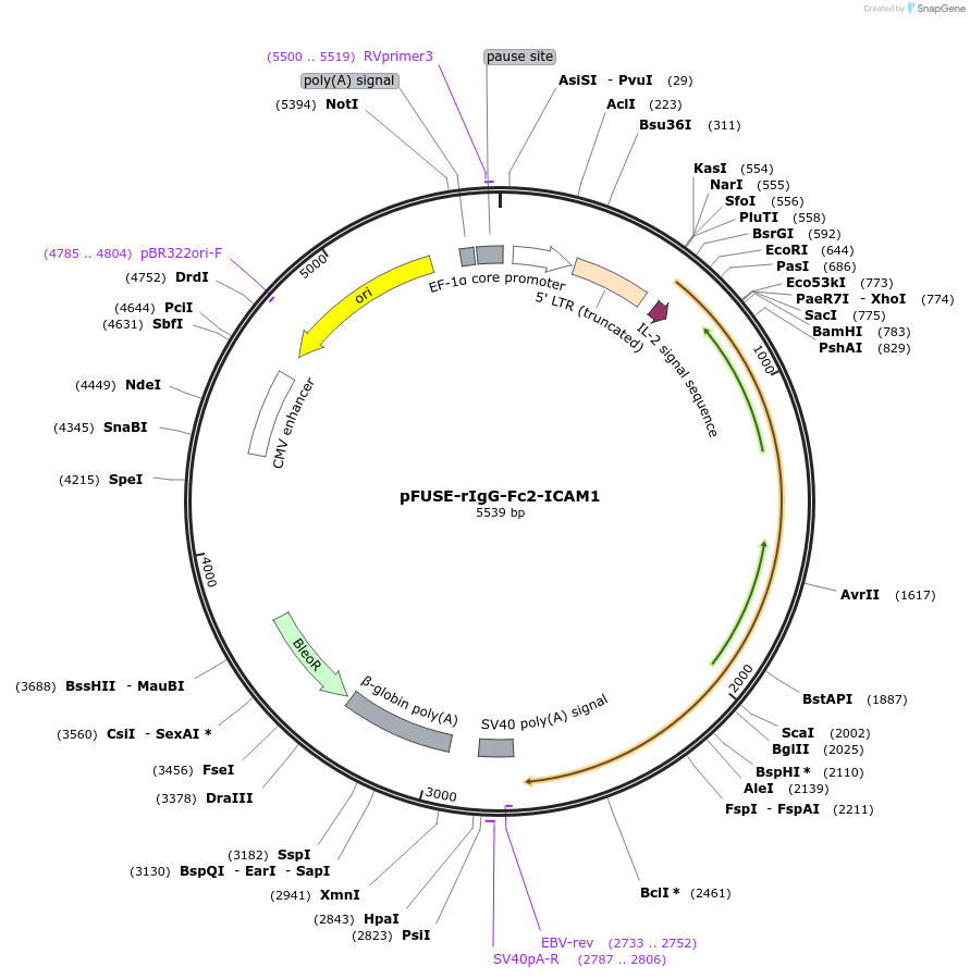156462-plasmid-map-sequence-id-311153