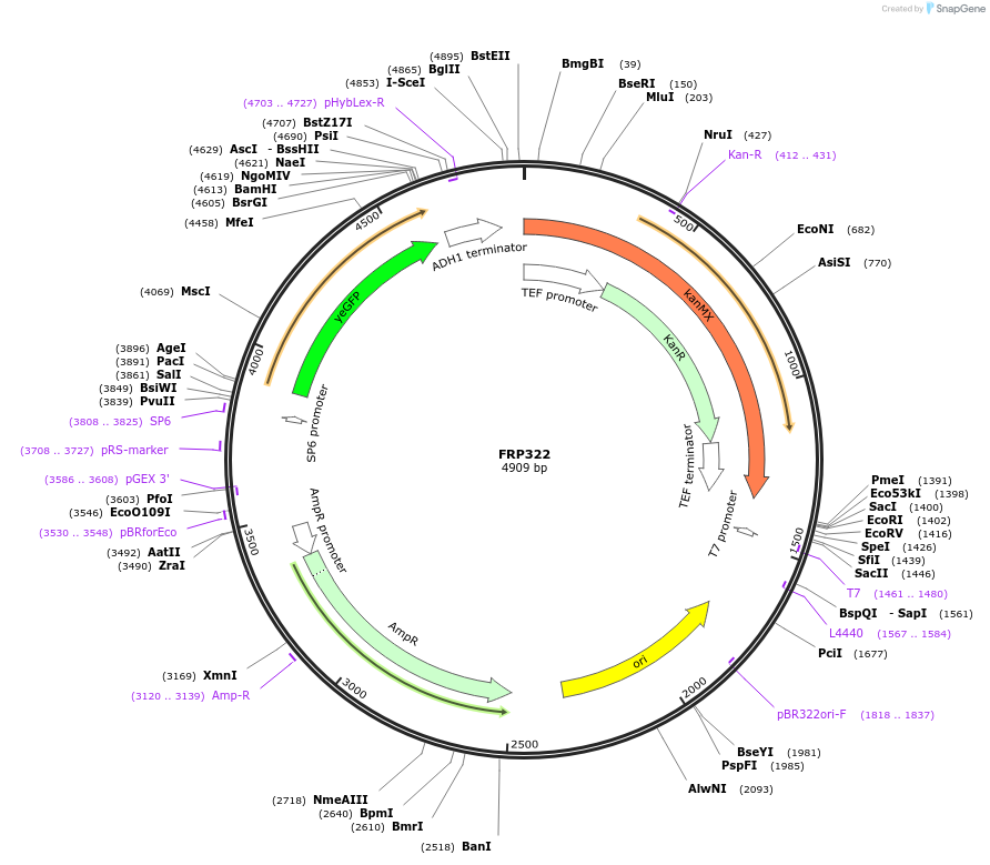 159303-plasmid-map-sequence-id-311158
