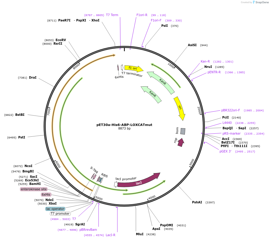 139972-plasmid-map-sequence-id-311162