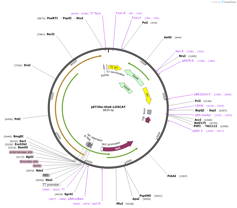 140084-plasmid-map-sequence-id-311164