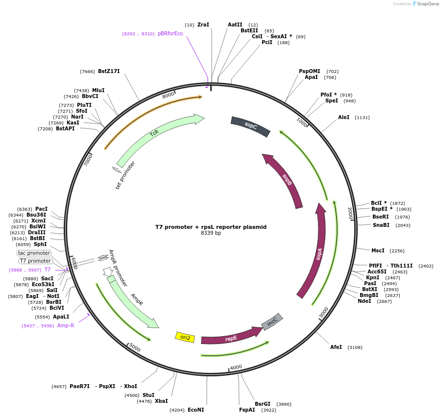 156455-plasmid-map-sequence-id-311166