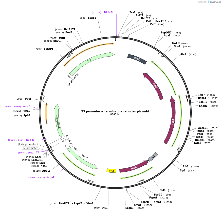 156456-plasmid-map-sequence-id-311167
