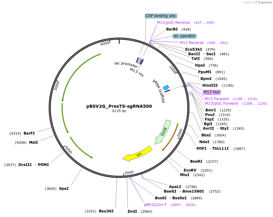 149616-plasmid-map-sequence-id-311185