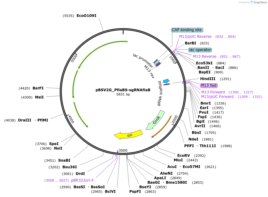 149623-plasmid-map-sequence-id-311188