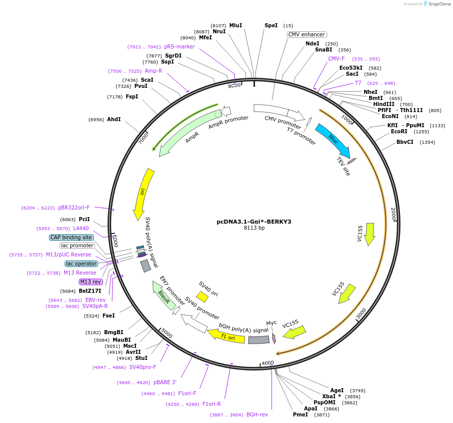 158198-plasmid-map-sequence-id-311190