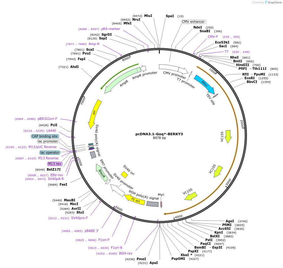 158217-plasmid-map-sequence-id-311191
