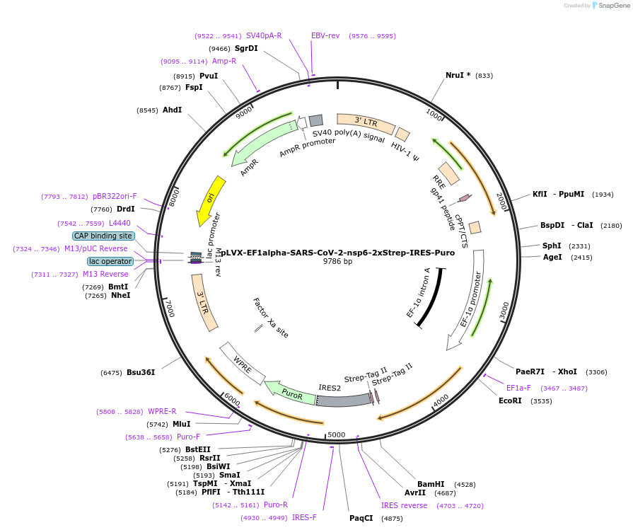 141372-plasmid-map-sequence-id-311193