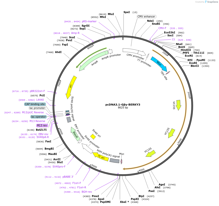 158219-plasmid-map-sequence-id-311194