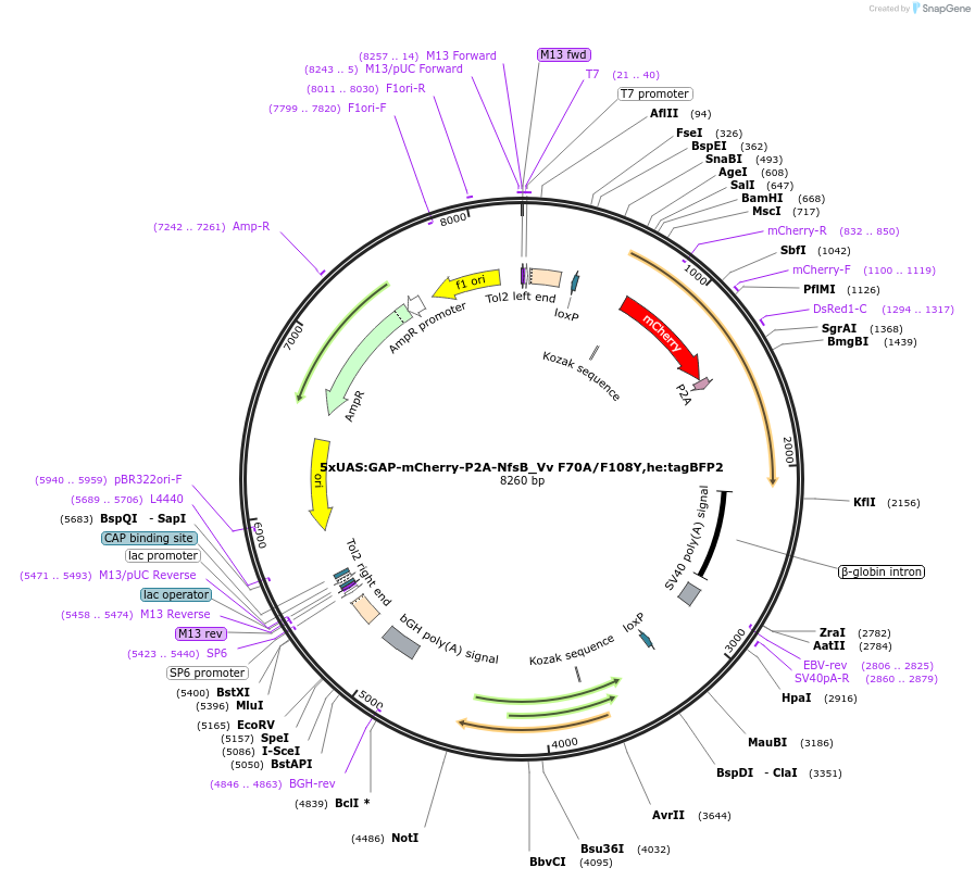 158653-plasmid-map-sequence-id-311196