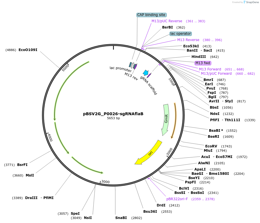 149628-plasmid-map-sequence-id-311197