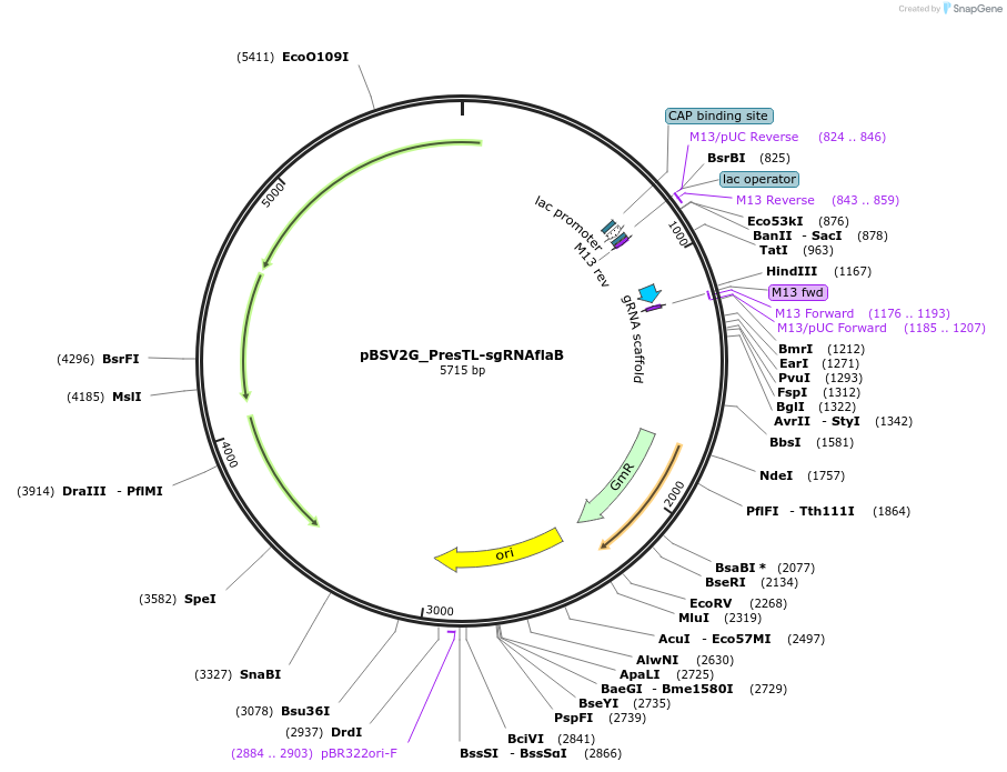 149625-plasmid-map-sequence-id-311198