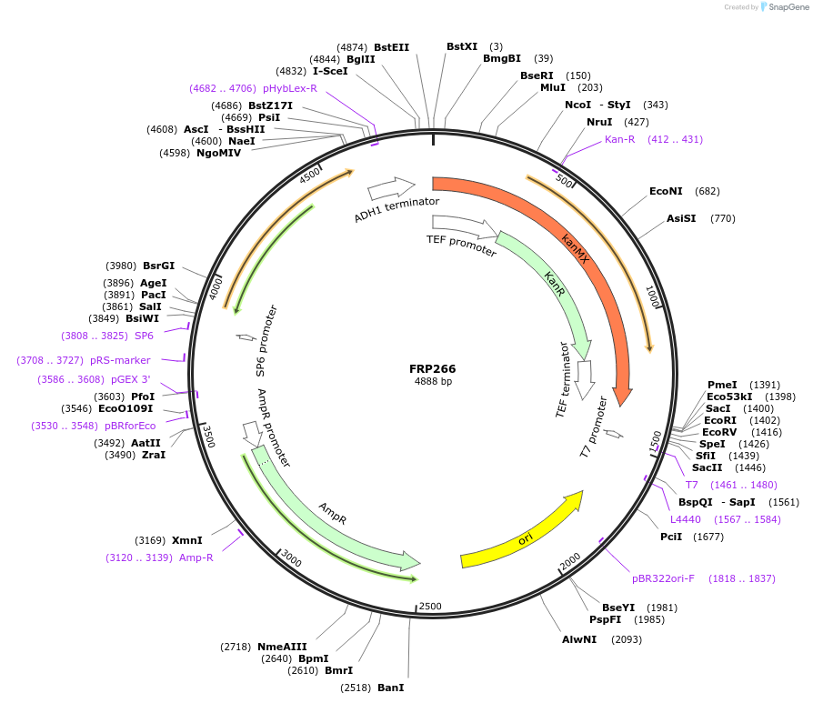 159304-plasmid-map-sequence-id-311199