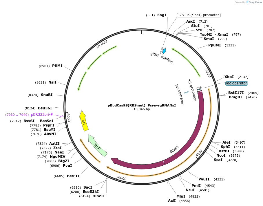 149590-plasmid-map-sequence-id-311200
