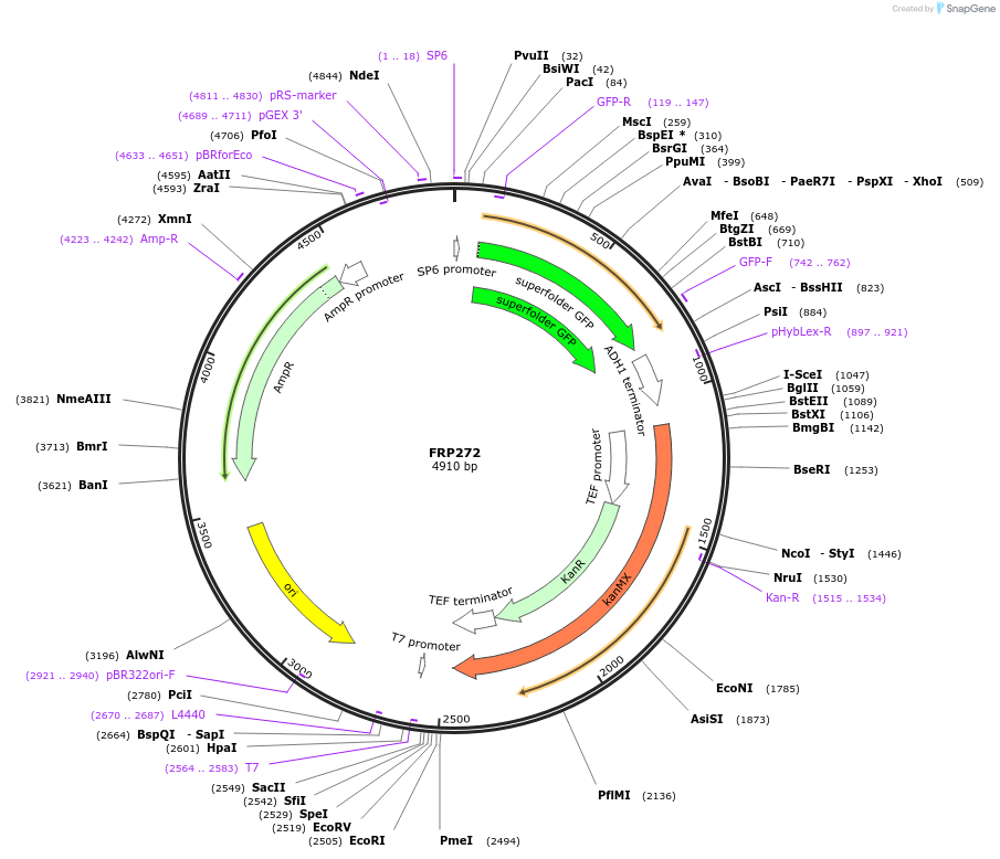 159305-plasmid-map-sequence-id-311201