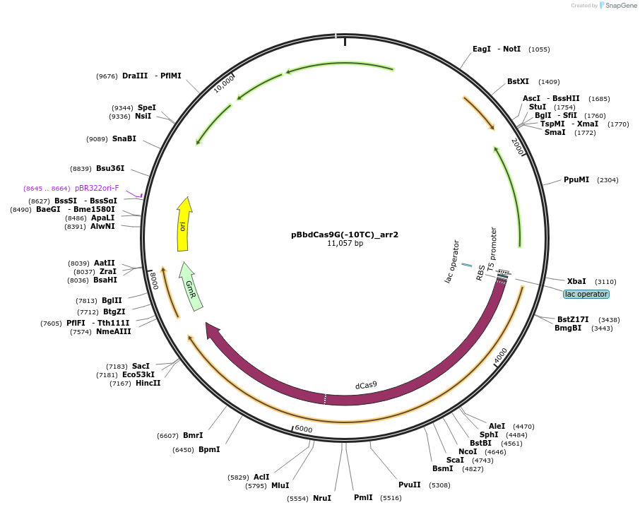 149585-plasmid-map-sequence-id-311202