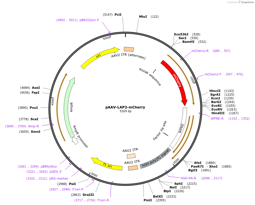 159524-plasmid-map-sequence-id-311206