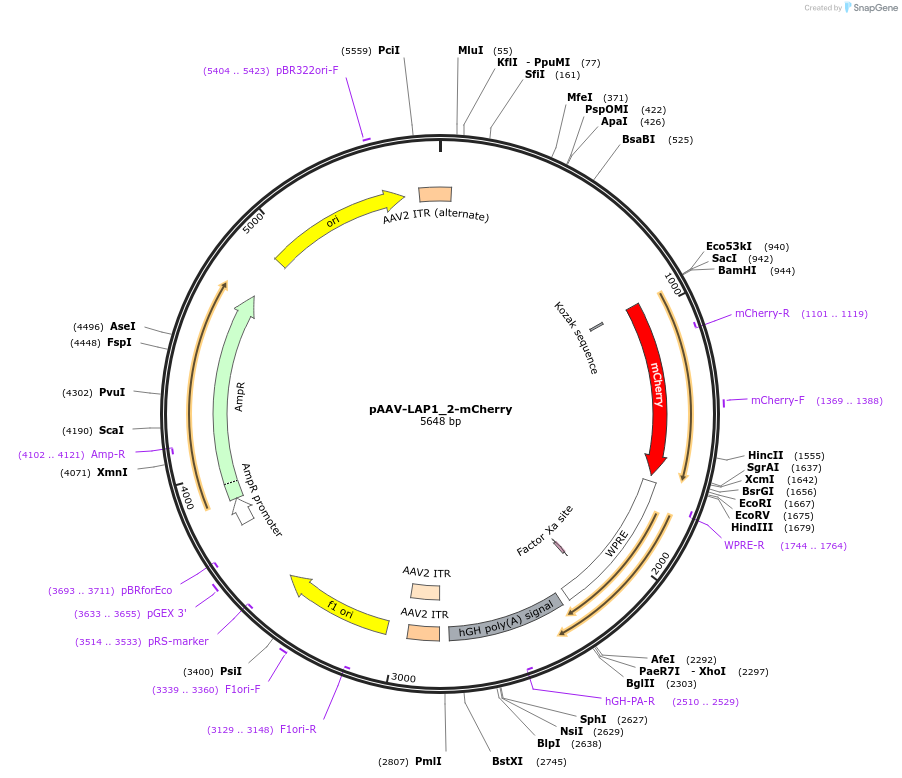 159526-plasmid-map-sequence-id-311208