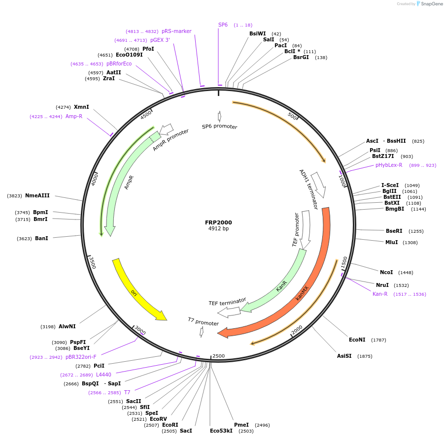159309-plasmid-map-sequence-id-311209