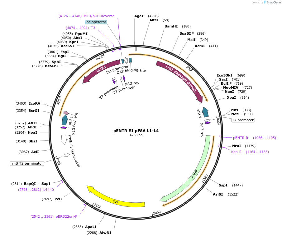 158731-plasmid-map-sequence-id-311220
