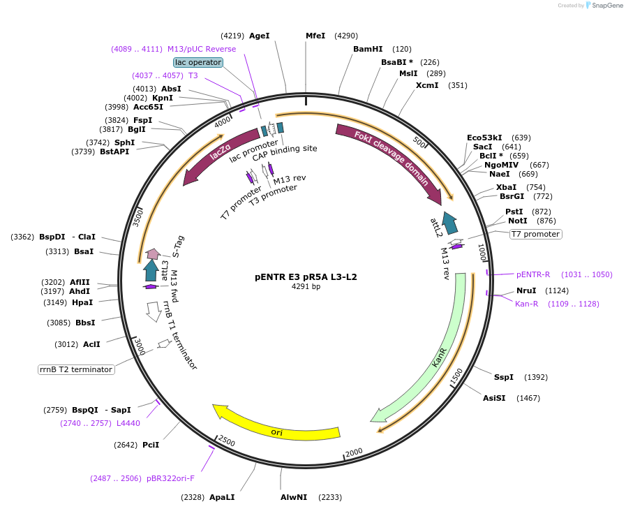 158732-plasmid-map-sequence-id-311221