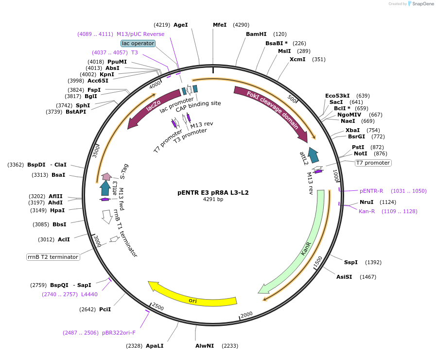 158735-plasmid-map-sequence-id-311224