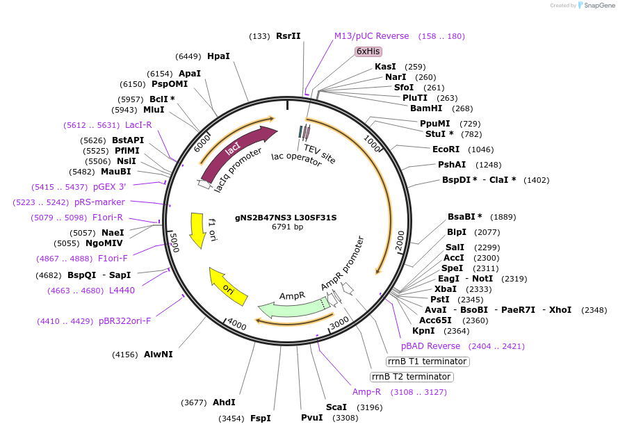 155316-plasmid-map-sequence-id-311228