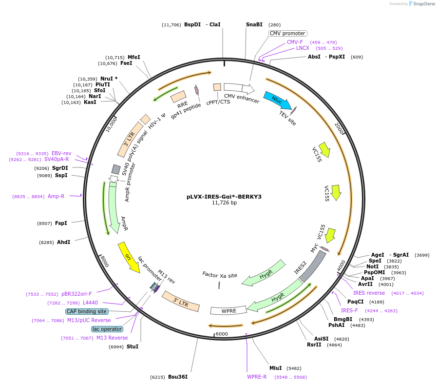 158424-plasmid-map-sequence-id-311266