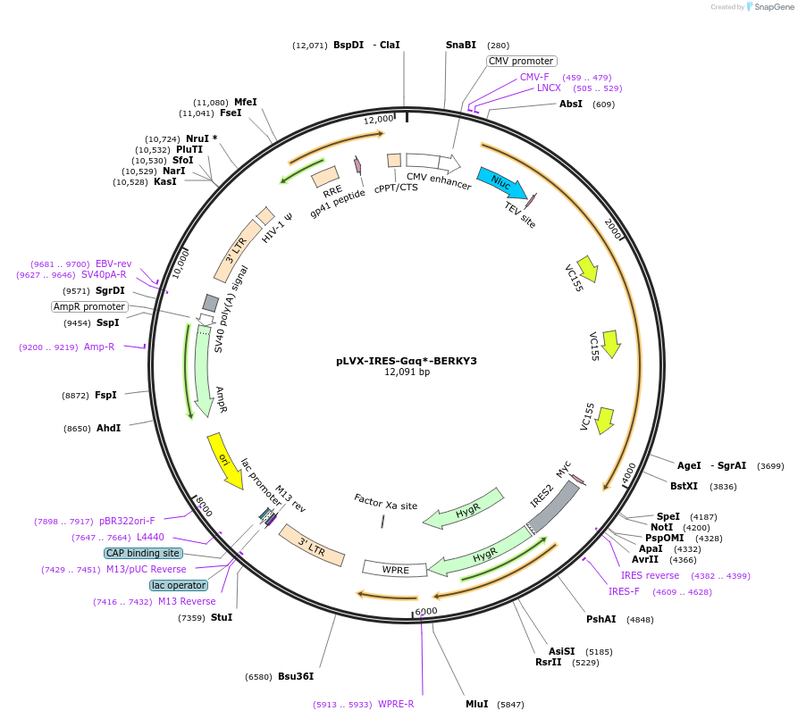 158425-plasmid-map-sequence-id-311269