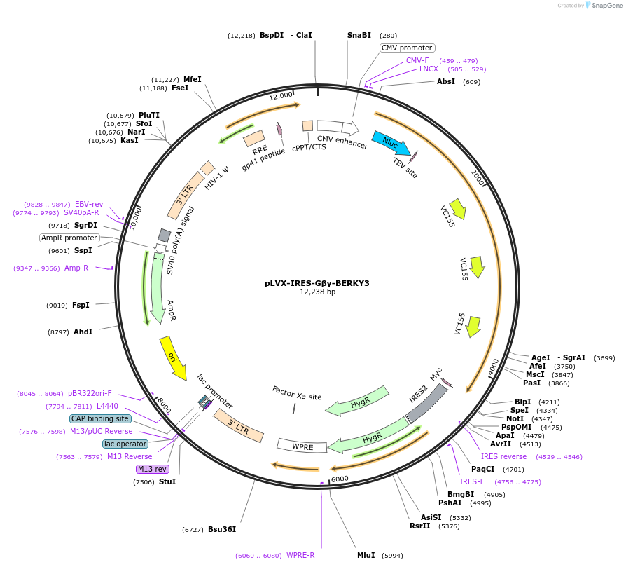 158426-plasmid-map-sequence-id-311270