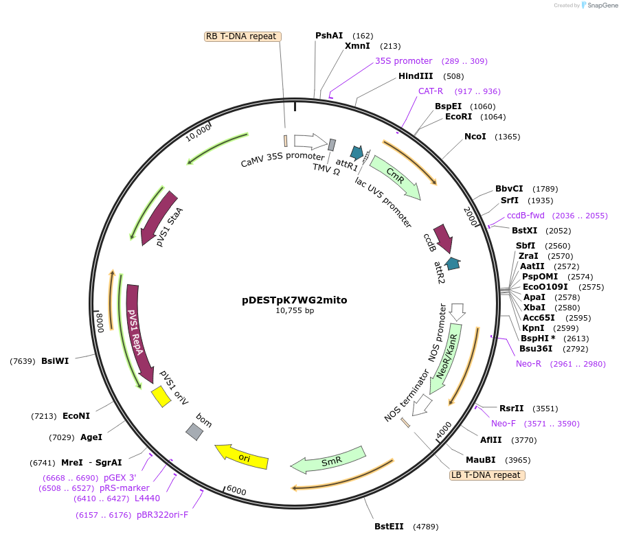 158726-plasmid-map-sequence-id-311271