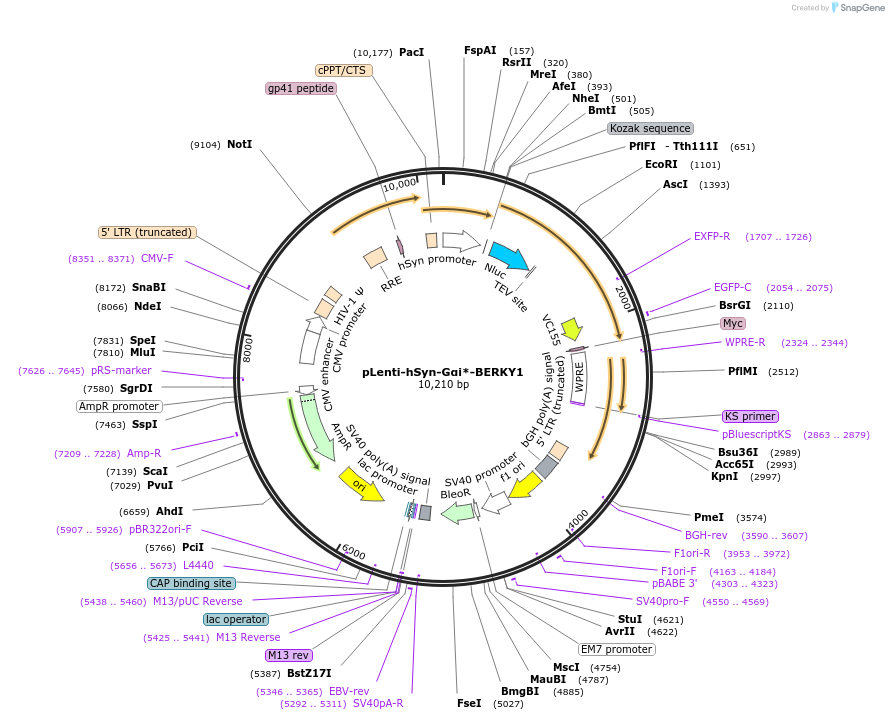 158427-plasmid-map-sequence-id-311273