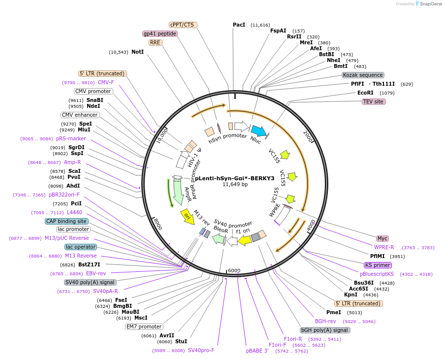 158428-plasmid-map-sequence-id-311275