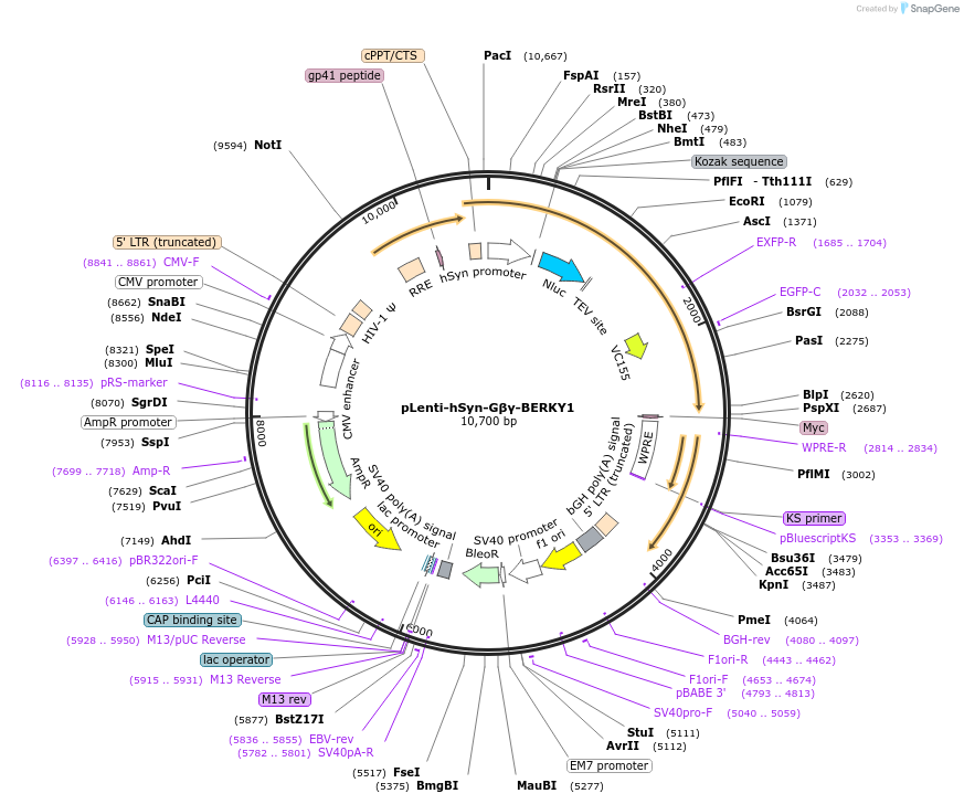 158429-plasmid-map-sequence-id-311276