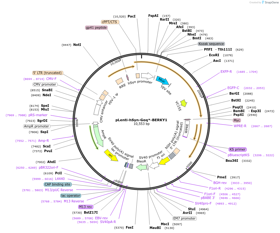 158430-plasmid-map-sequence-id-311277