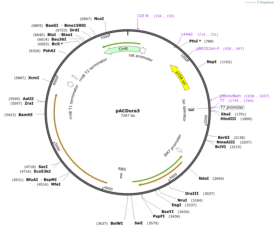 138711-plasmid-map-sequence-id-311288