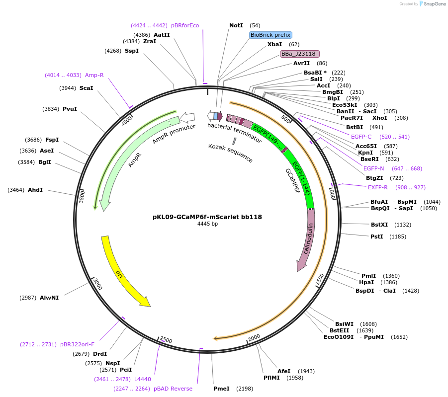 158979-plasmid-map-sequence-id-311291