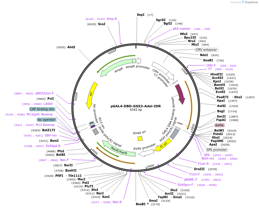 145232-plasmid-map-sequence-id-311296