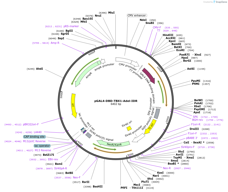 145253-plasmid-map-sequence-id-311297
