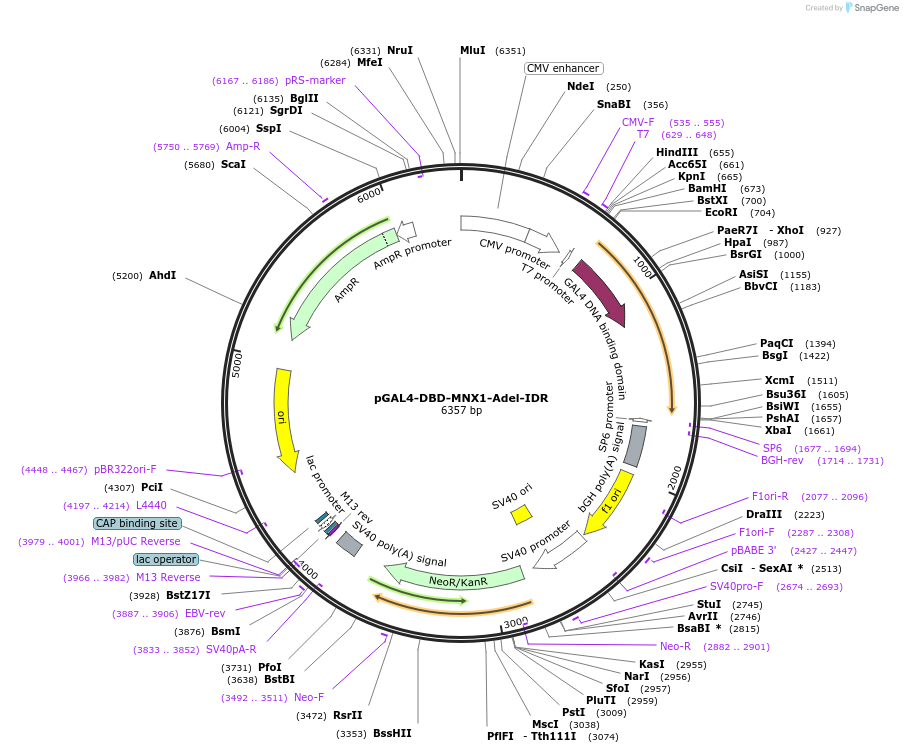 145247-plasmid-map-sequence-id-311301