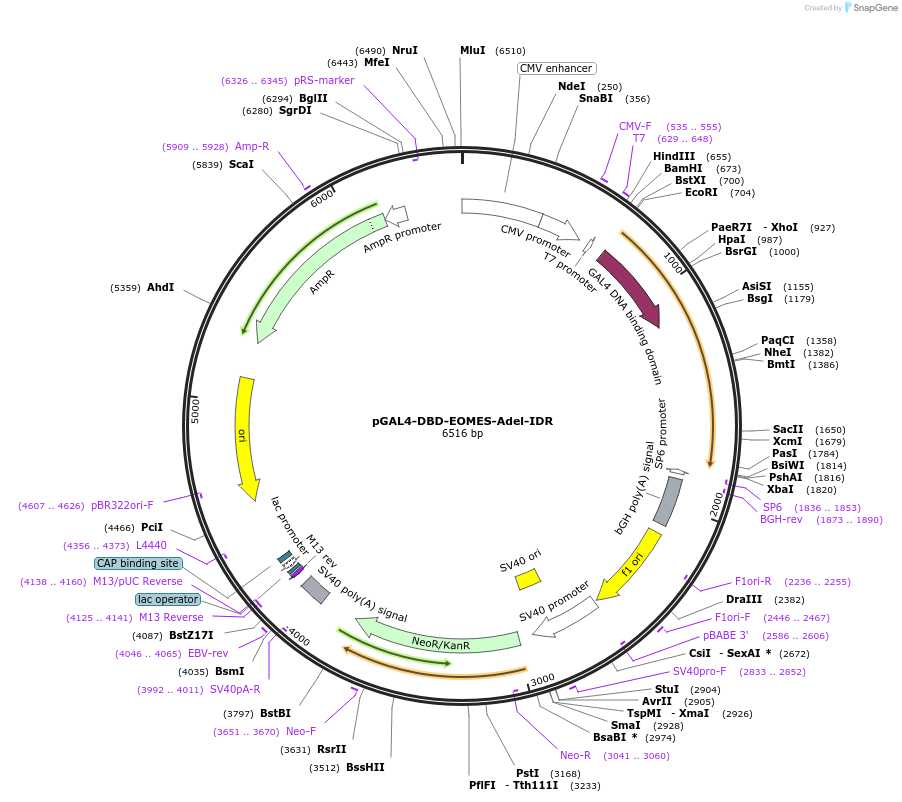 145230-plasmid-map-sequence-id-311302