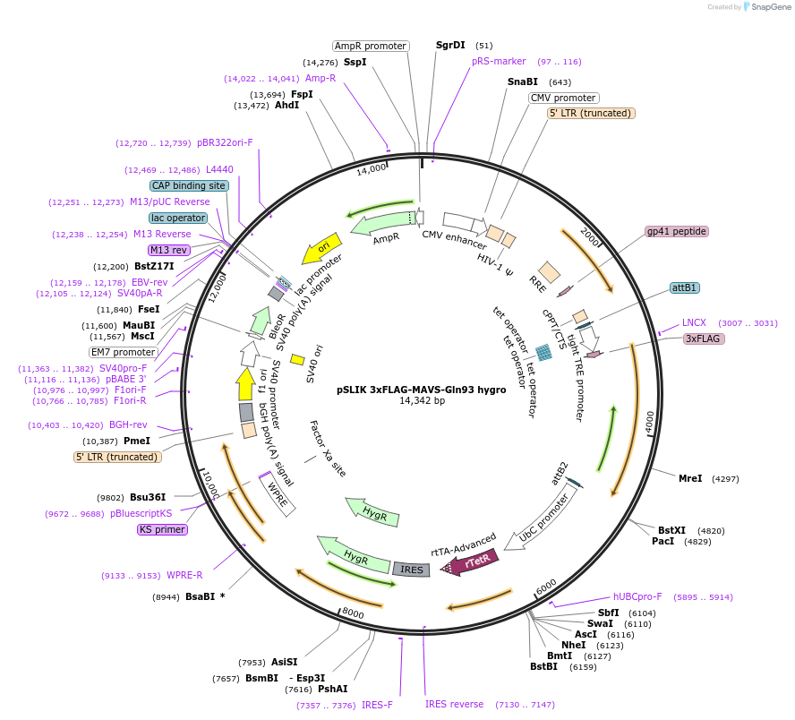 158635-plasmid-map-sequence-id-311305