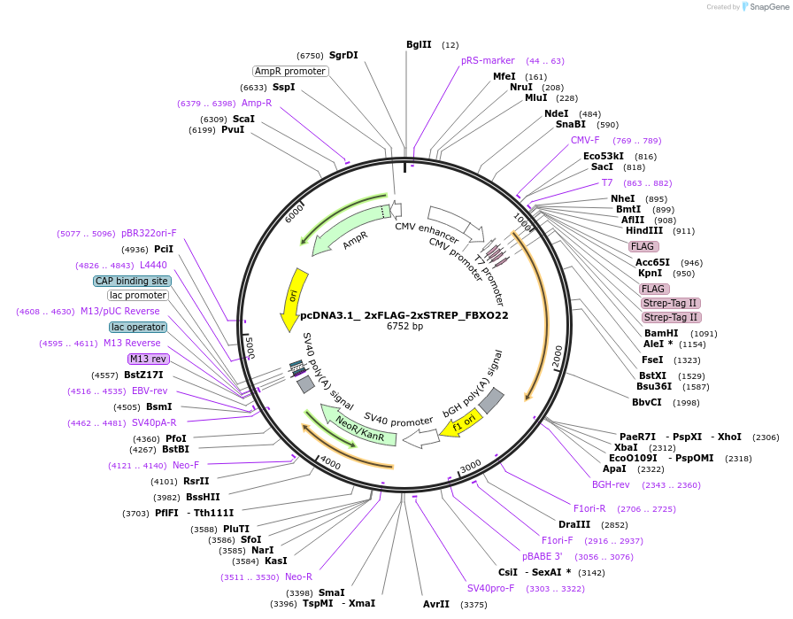 159127-plasmid-map-sequence-id-311309