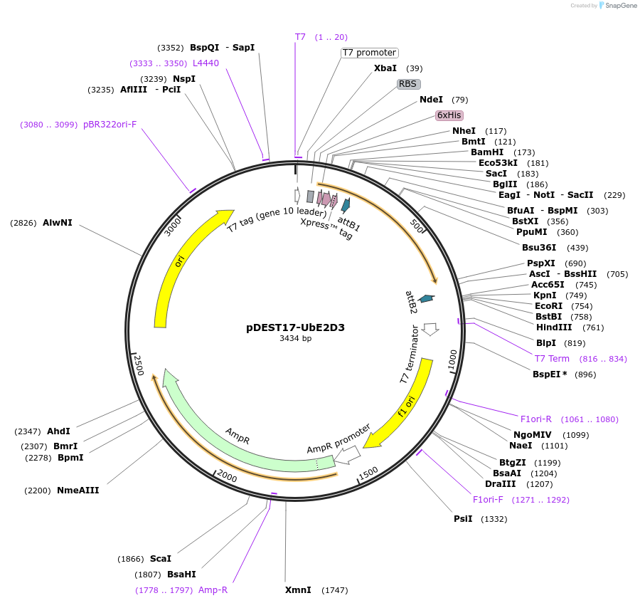 15784-plasmid-map-sequence-id-311386