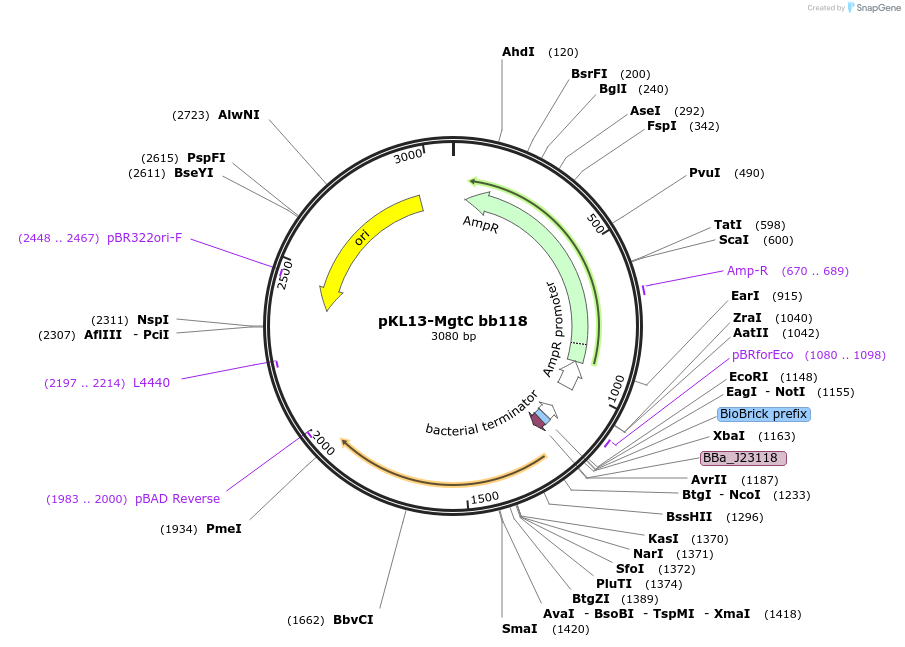 158982-plasmid-map-sequence-id-311387