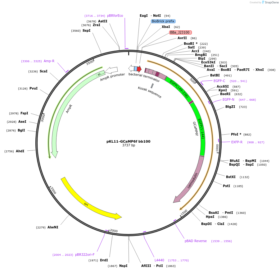 158983-plasmid-map-sequence-id-311388