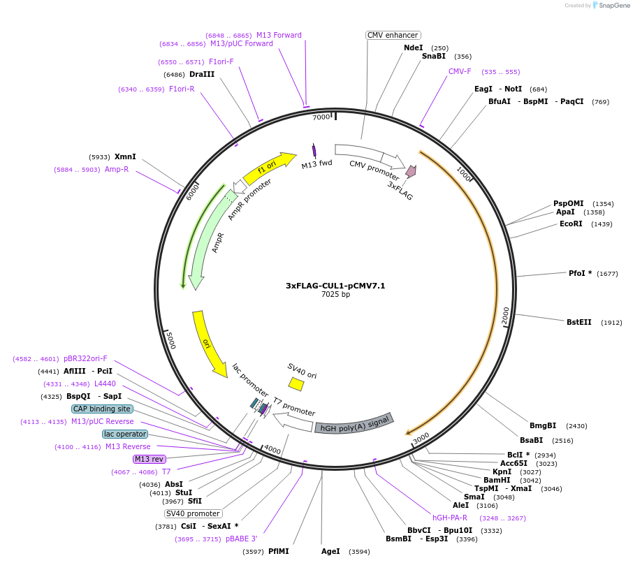 155019-plasmid-map-sequence-id-311389