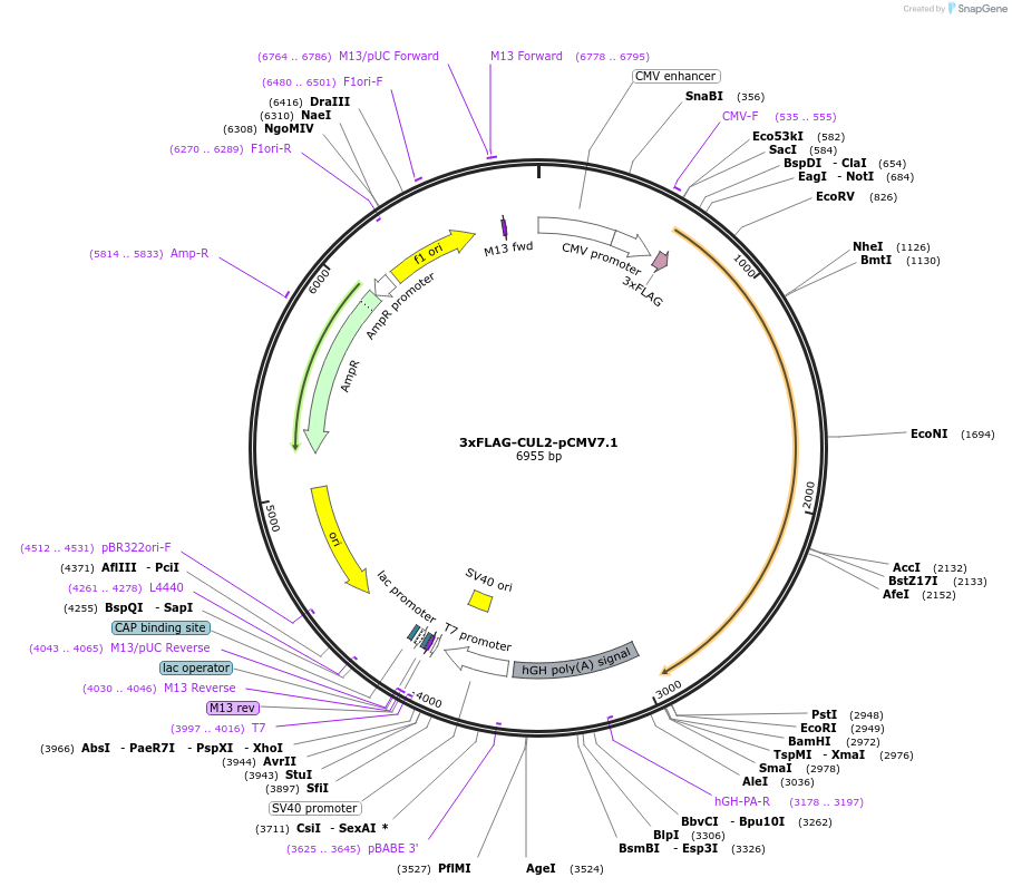 155020-plasmid-map-sequence-id-311391